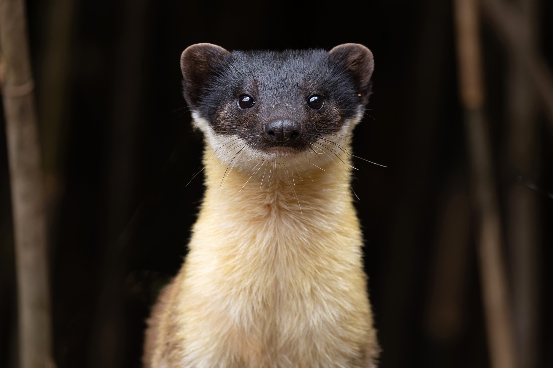 Yellow-throated Marten (image by Mike Watson)