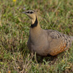 Yellow-throated Sandgrouse (image by Nik Borrow)