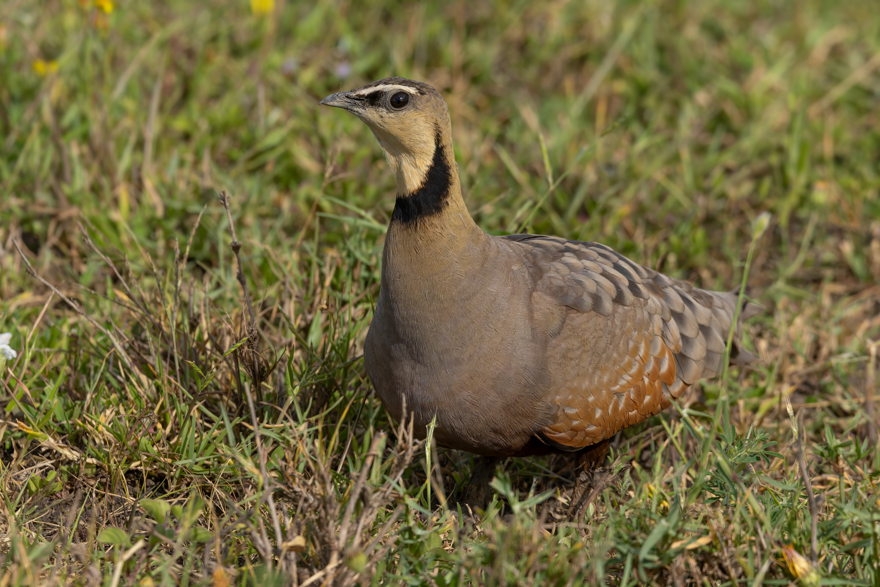 Yellow-throated Sandgrouse (image by Nik Borrow)
