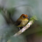 Yellow-throated Spadebill (image by Leo Garrigues)