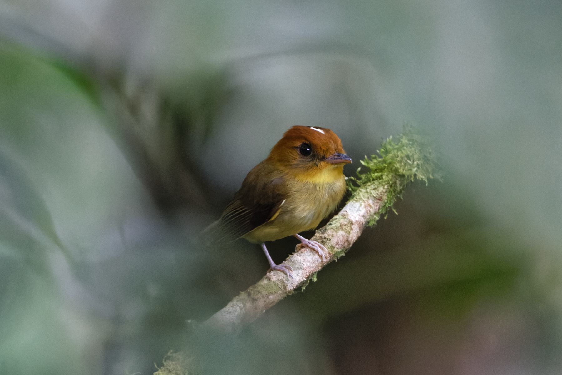 Yellow-throated Spadebill (image by Leo Garrigues)