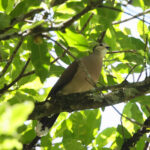 Yungas Dove (image by Leo Garrigues)
