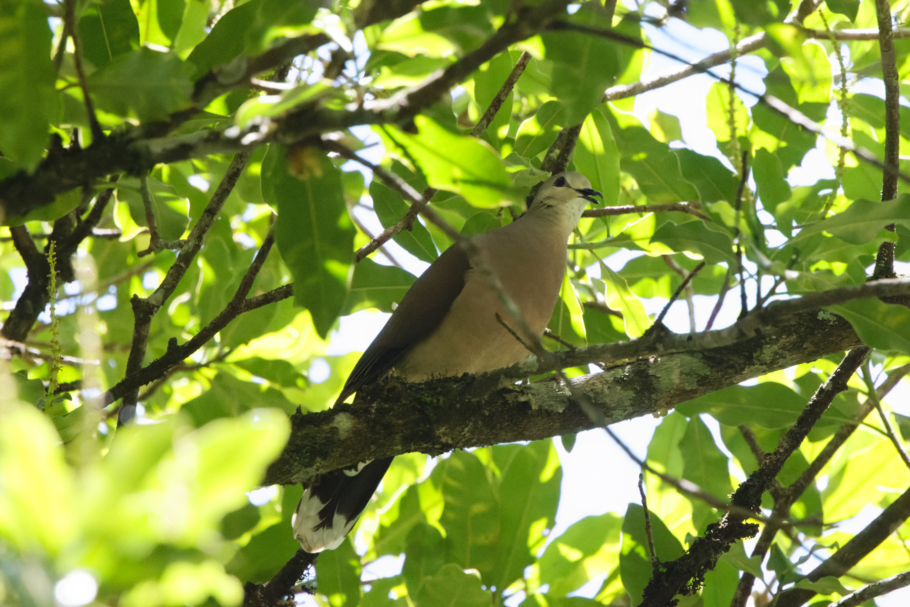Yungas Dove (image by Leo Garrigues)