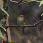 Yungas Tody-Tyrant (image by Leo Garrigues)