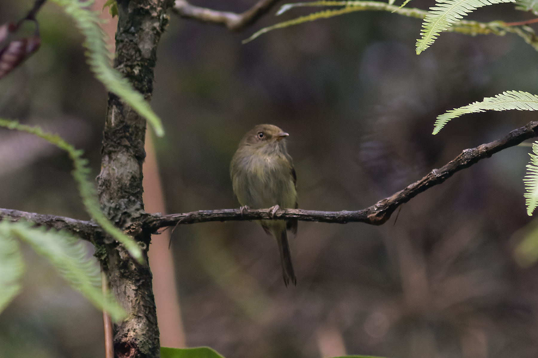 Yungas Tody-Tyrant (image by Leo Garrigues)