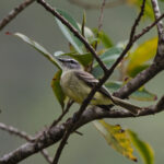 Yungas Tyrannulet (image by Leo Garrigues)