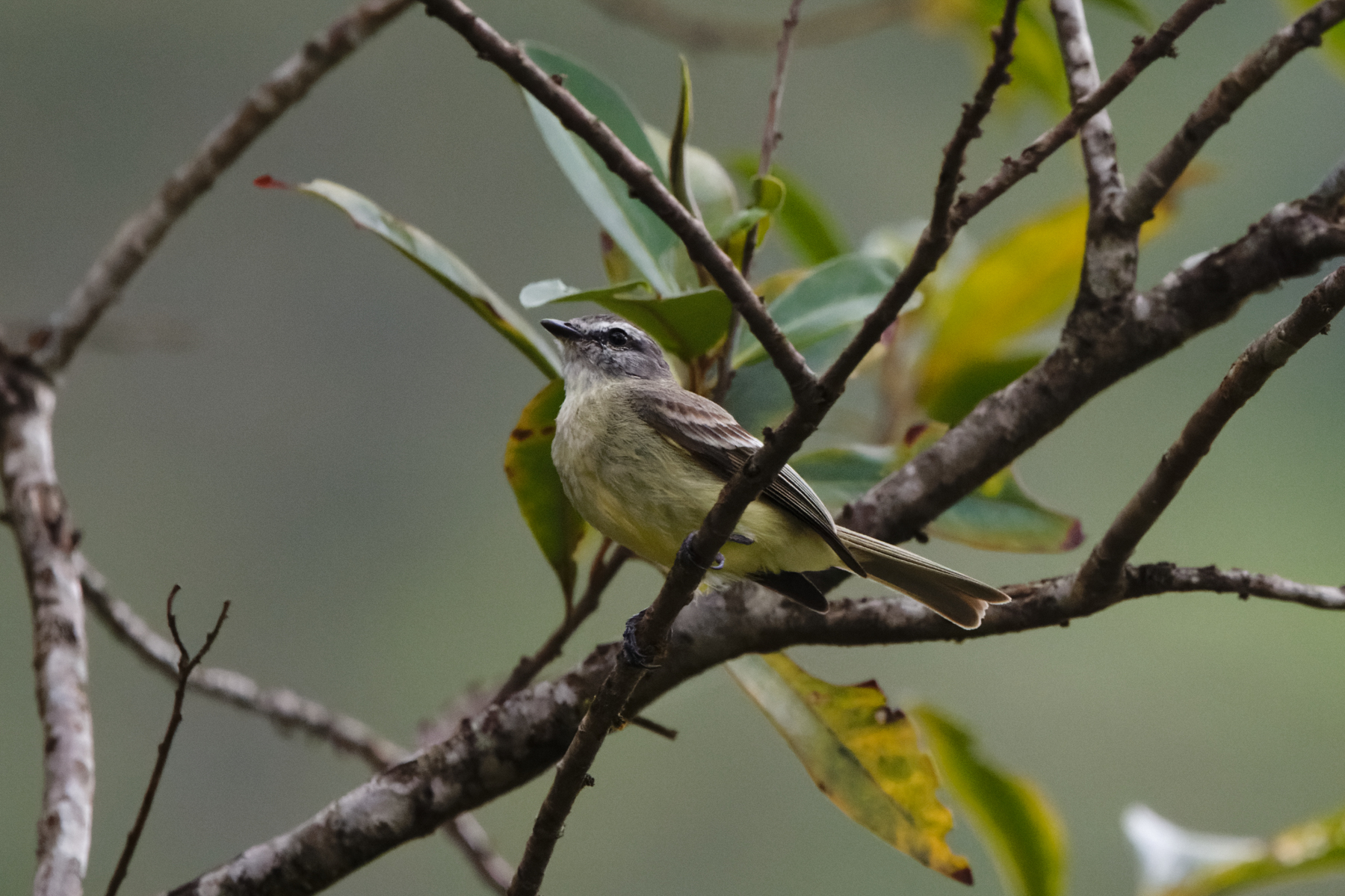 Yungas Tyrannulet (image by Leo Garrigues)