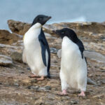 Adelie Penguins (image by Mark Van Beirs)
