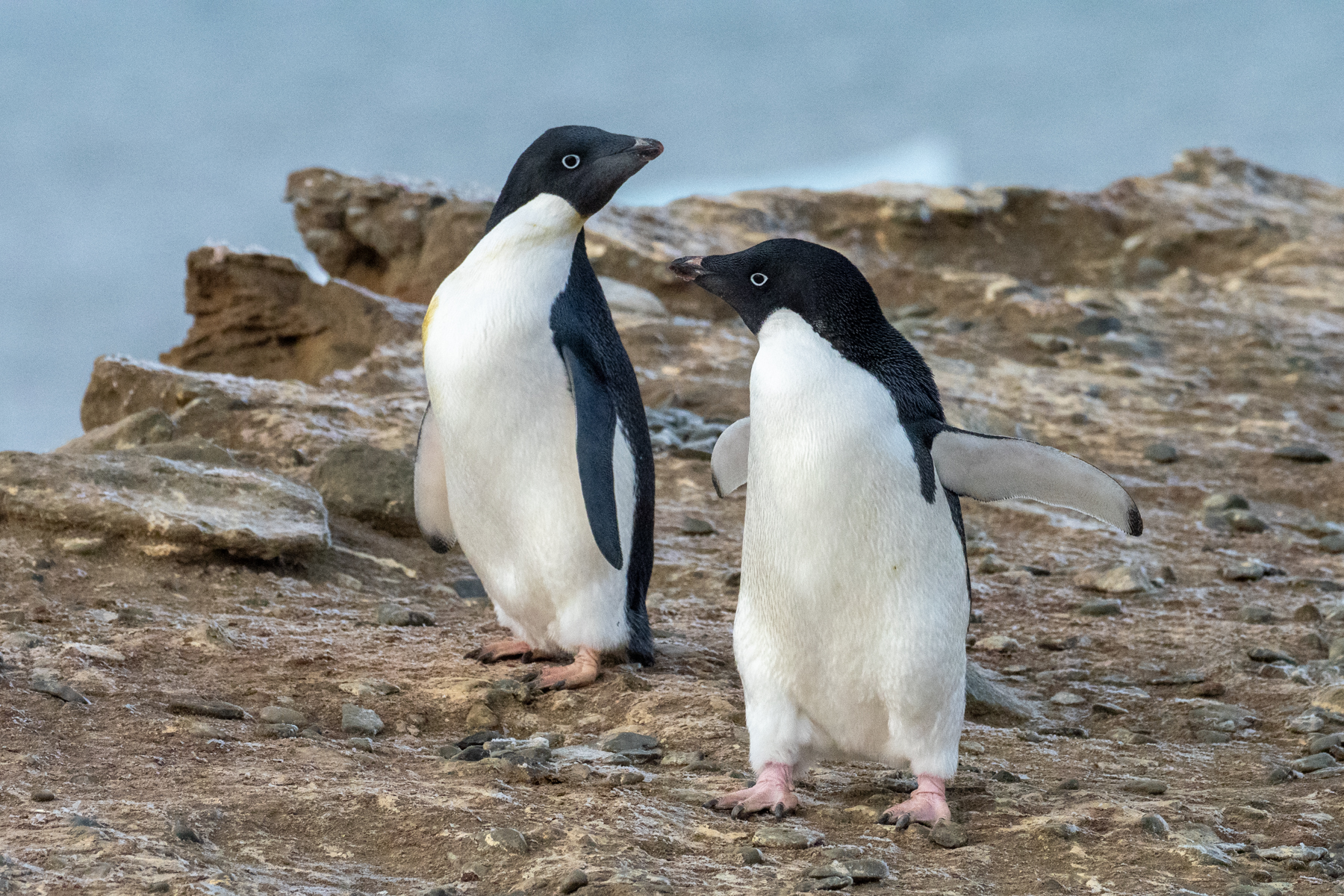 Adelie Penguins (image by Mark Van Beirs)