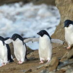 Adelie Penguins (image by Mark Van Beirs)