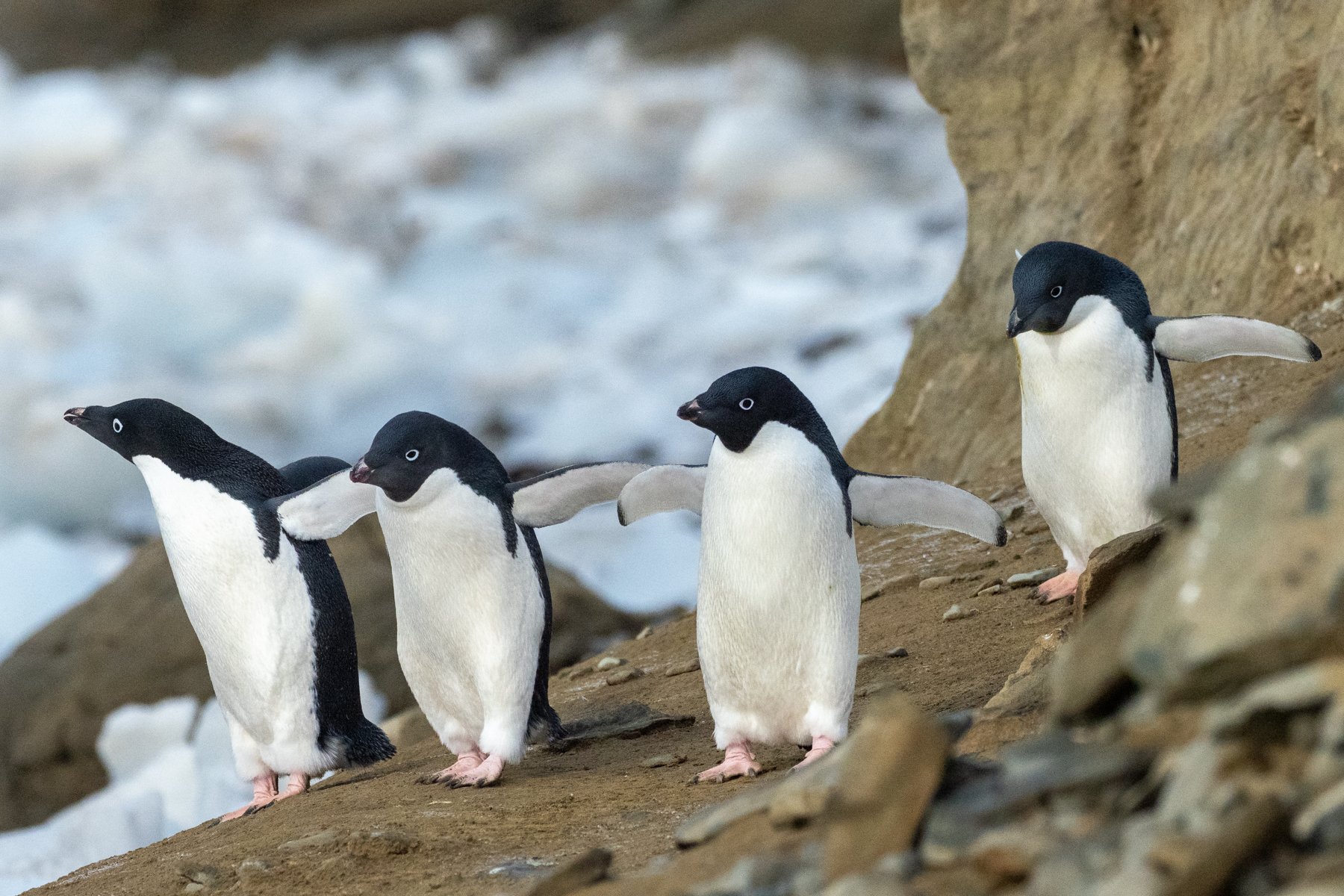 Adelie Penguins (image by Mark Van Beirs)