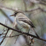 American Grey Flycatcher (image by Leo Garrigues)