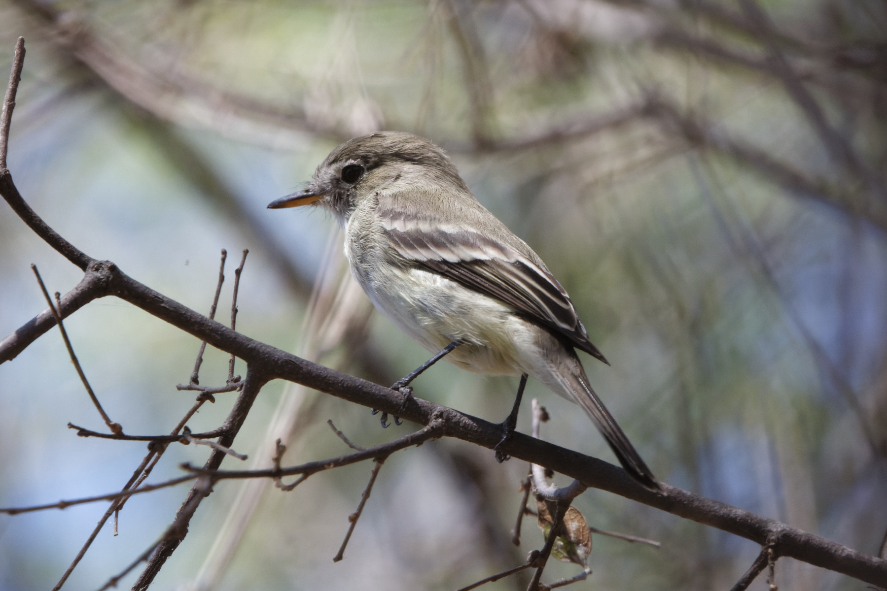 American Grey Flycatcher (image by Leo Garrigues)