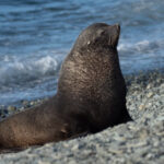 Antarctic Fur Seal (image by Mark Van Beirs)
