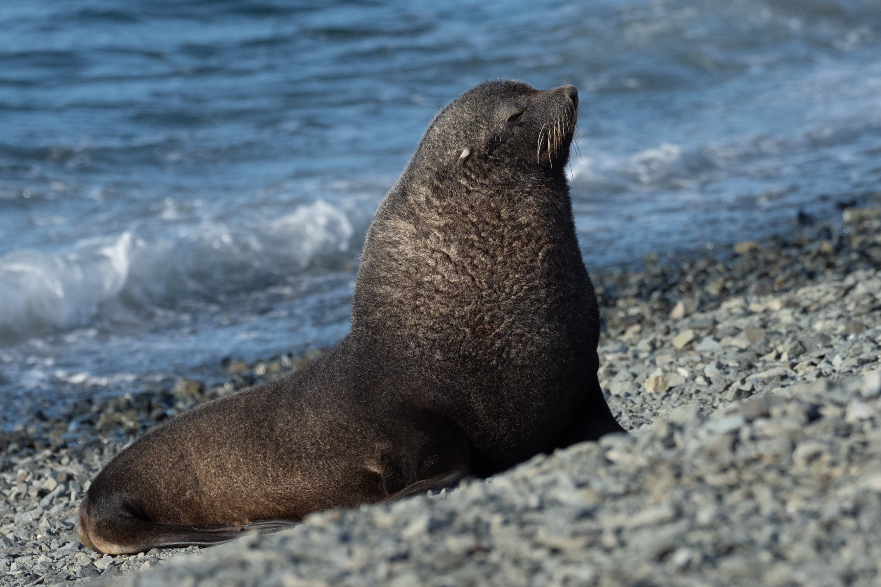Antarctic Fur Seal (image by Mark Van Beirs)