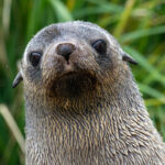 Antarctic Fur Seal (image by Mark Van Beirs)