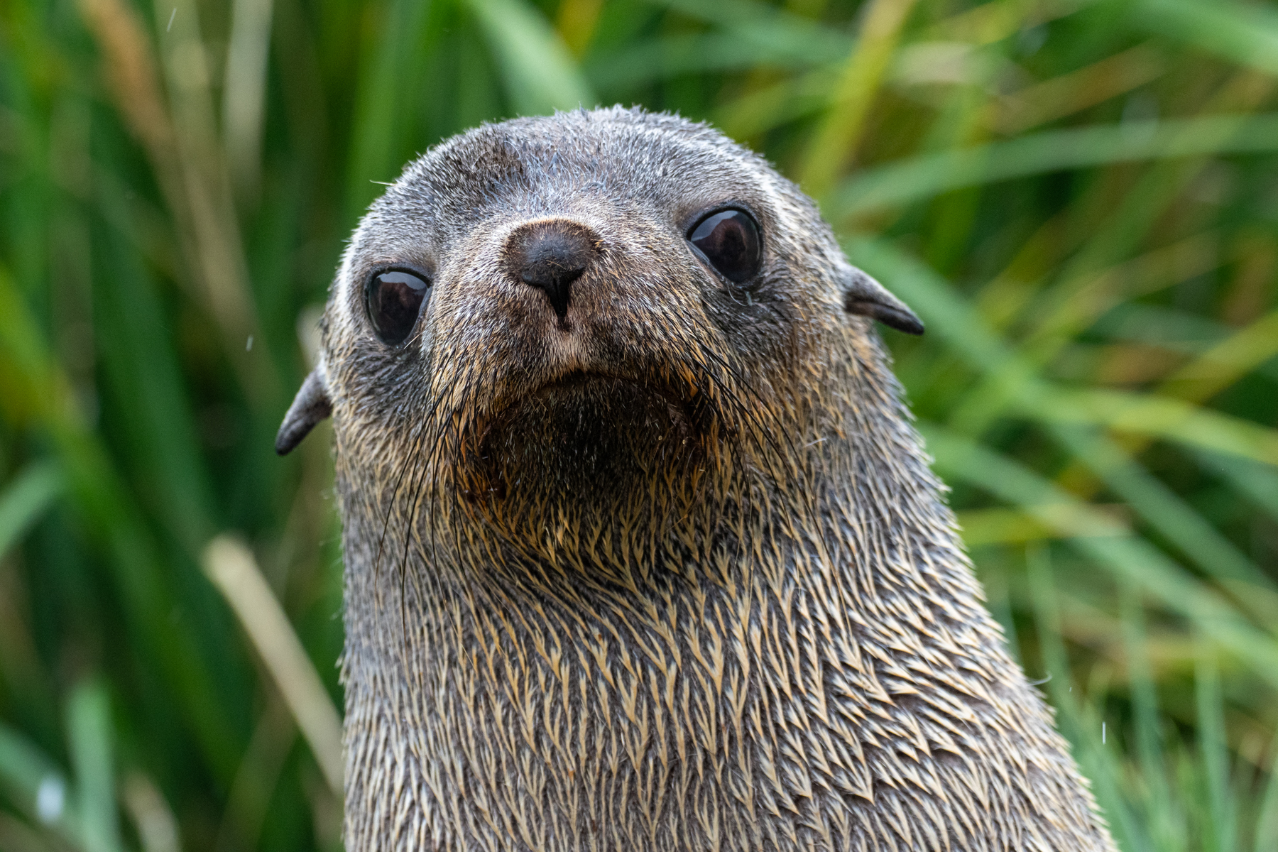 Antarctic Fur Seal (image by Mark Van Beirs)