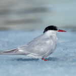 Antarctic Tern (image by Mark Van Beirs)