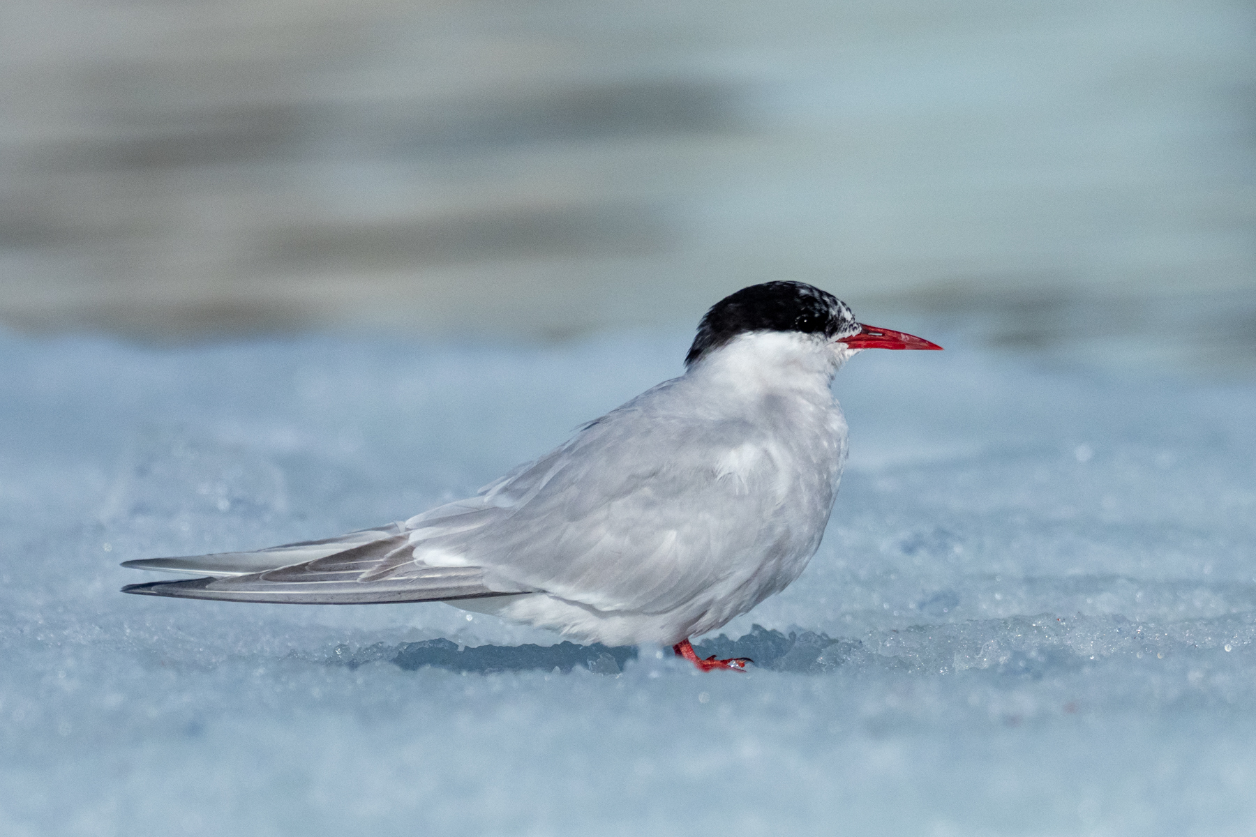 Antarctic Tern (image by Mark Van Beirs)