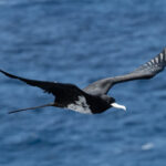 Ascension Frigatebird (image by Mark Van Beirs)