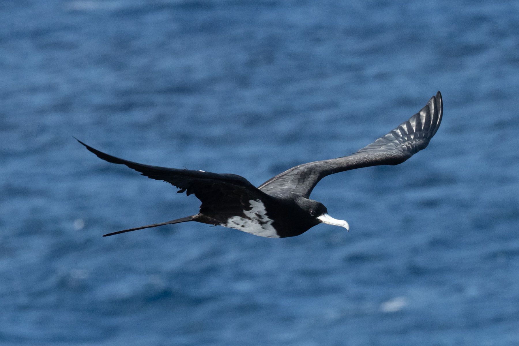 Ascension Frigatebird (image by Mark Van Beirs)