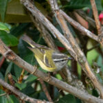 Ashy-throated Warbler (image by Dave Farrow)