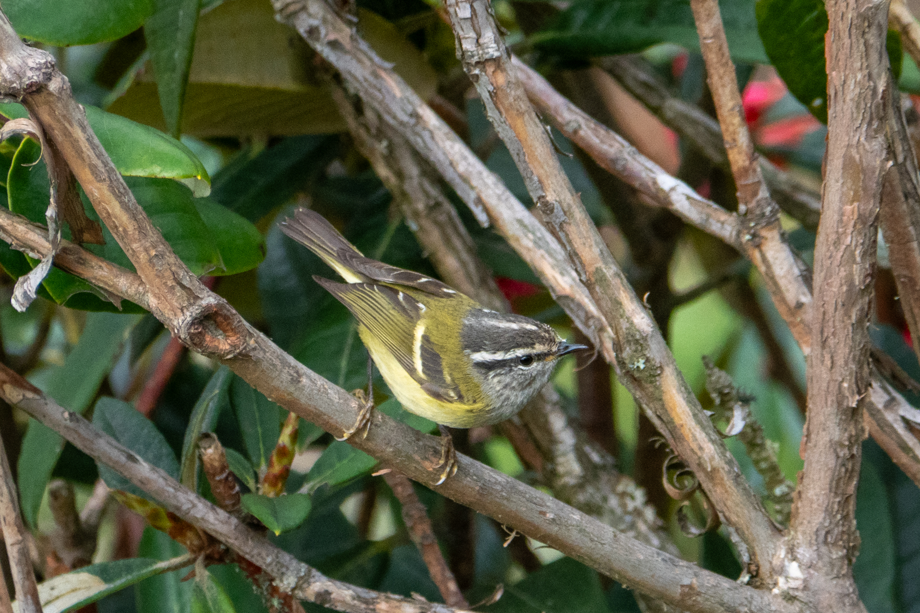 Ashy-throated Warbler (image by Dave Farrow)