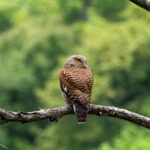 Asian Barred Owlet (image by Dave Farrow)