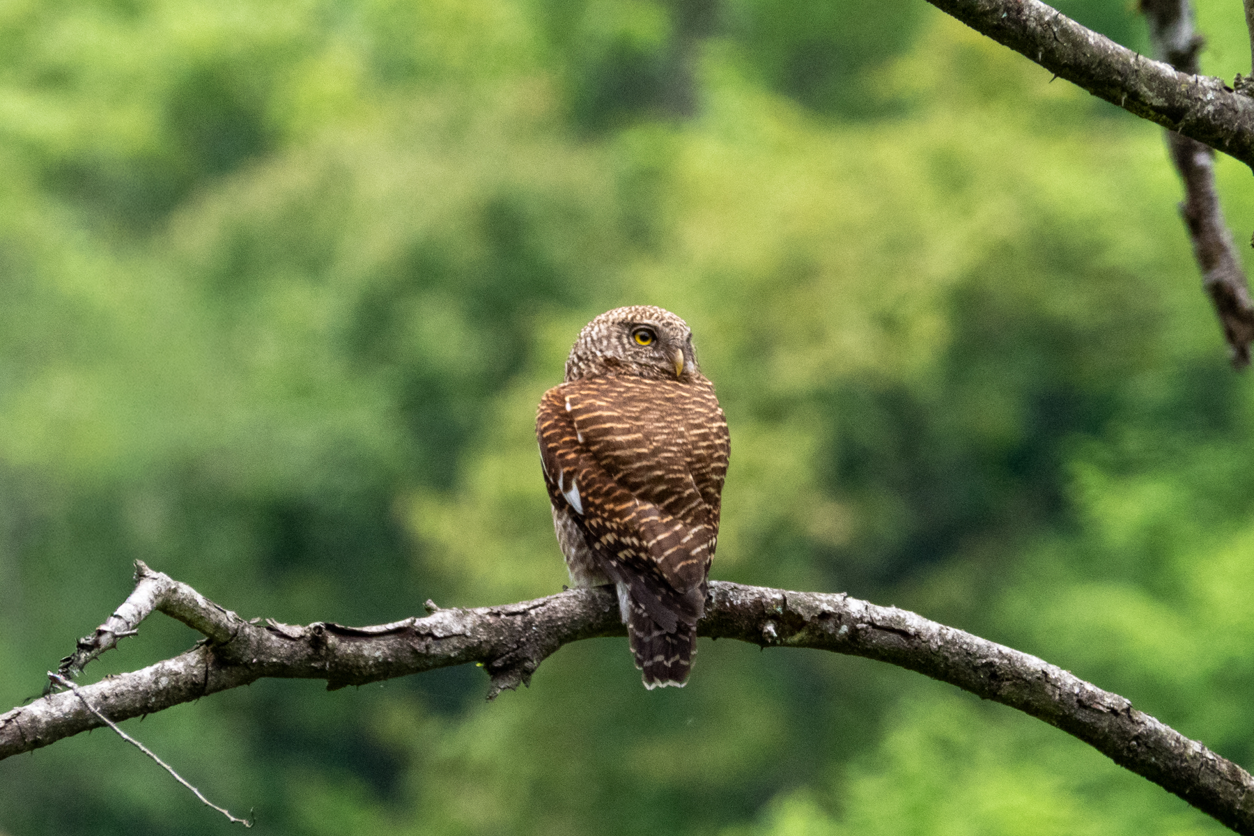 Asian Barred Owlet (image by Dave Farrow)