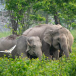 Asian Elephants (image by Dave Farrow)