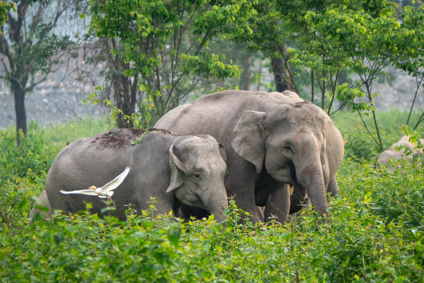 Asian Elephants (image by Dave Farrow)