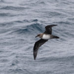 Atlantic Petrel (image by John Young)