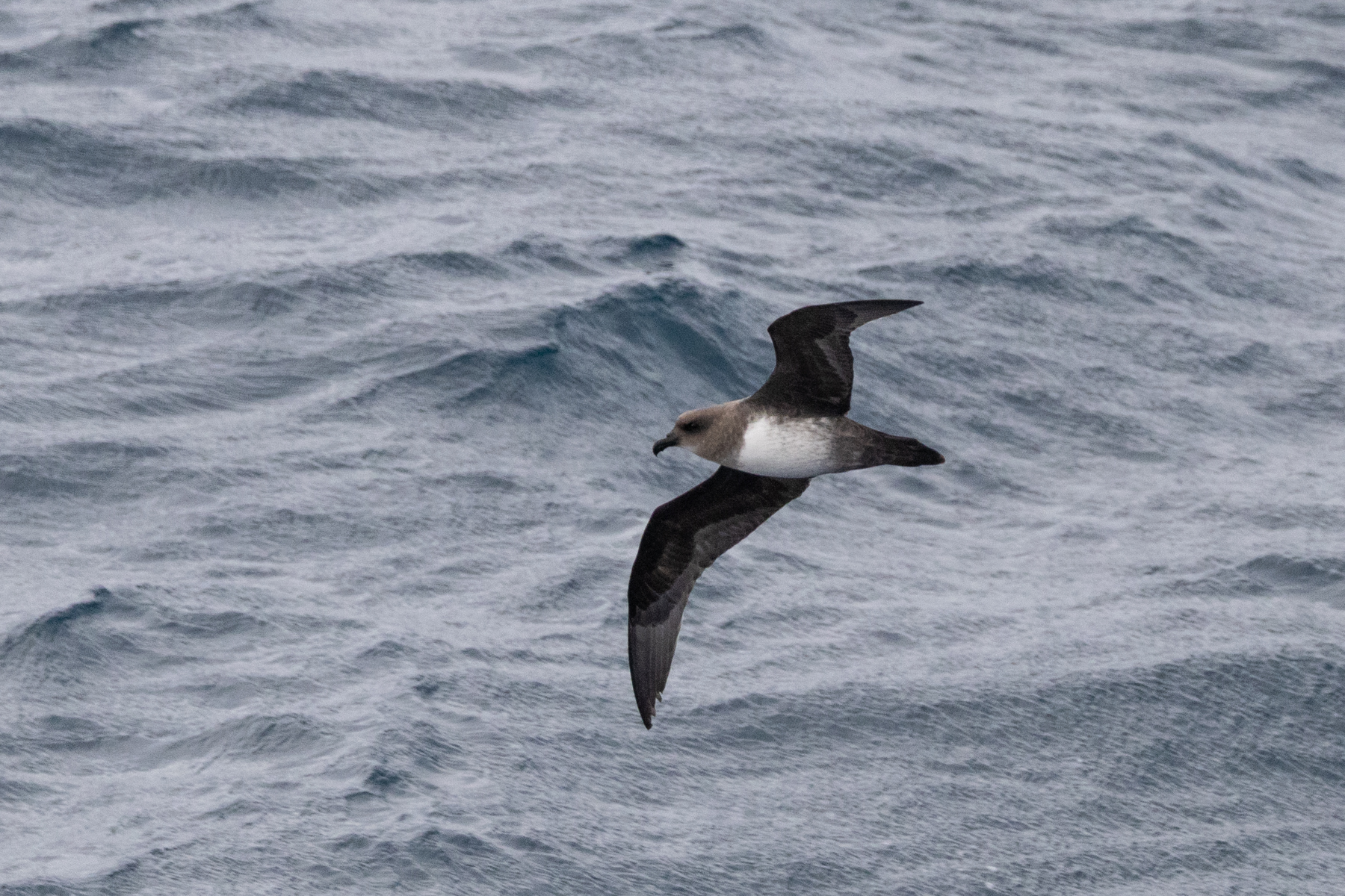 Atlantic Petrel (image by John Young)