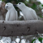 Atlantic White Terns (image by Mark Van Beirs)