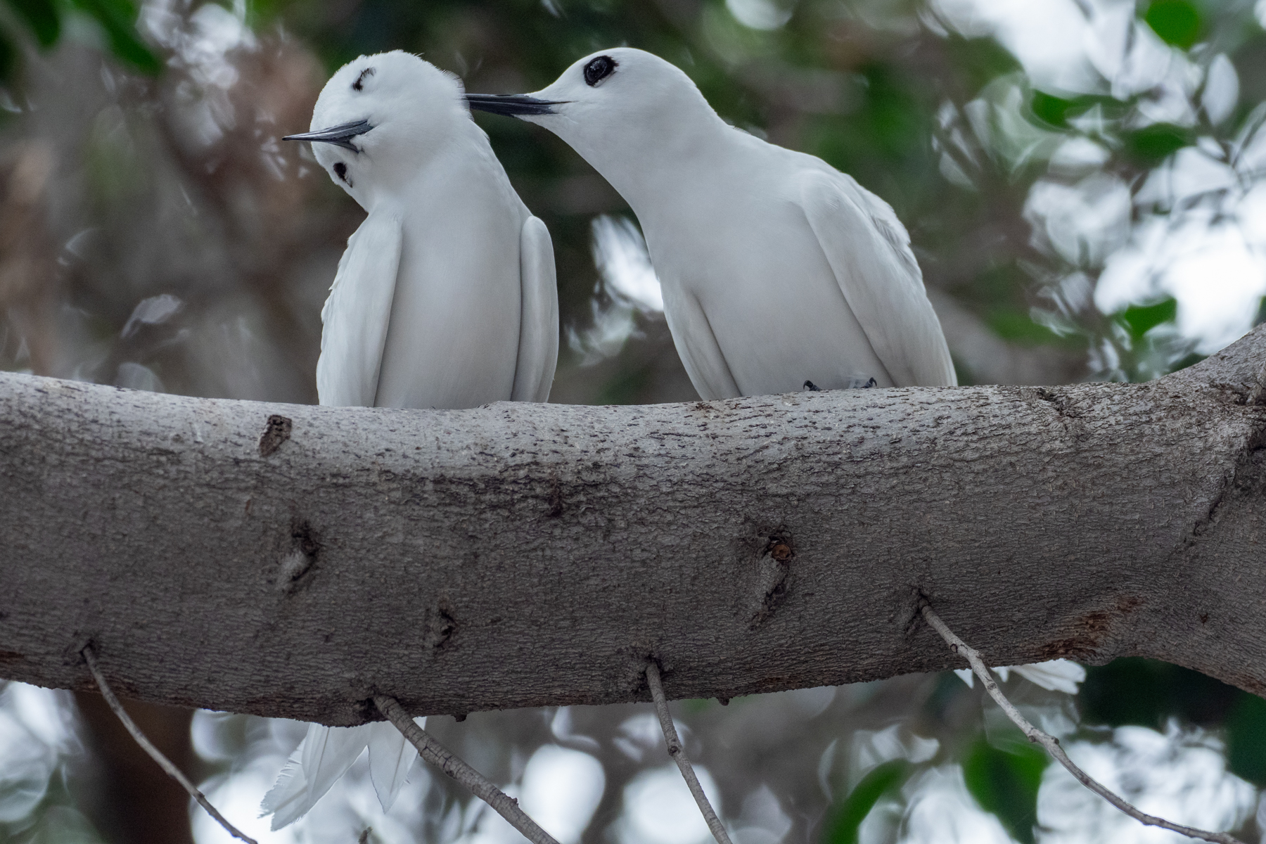 Atlantic White Terns (image by Mark Van Beirs)