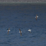 Atlantic Yellow-nosed Albatrosses (image by John Young)