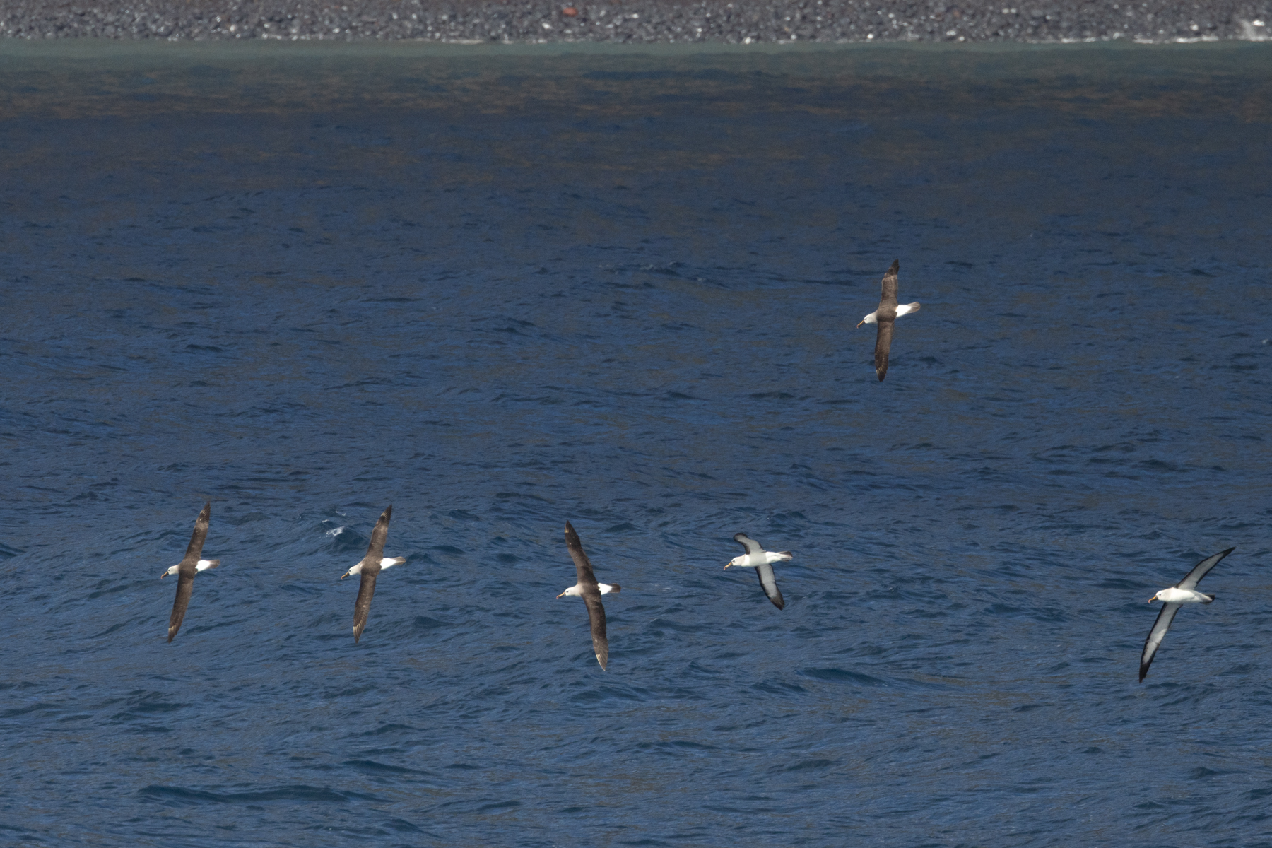 Atlantic Yellow-nosed Albatrosses (image by John Young)