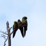 Austral Parakeets (image by Mark Van Beirs)