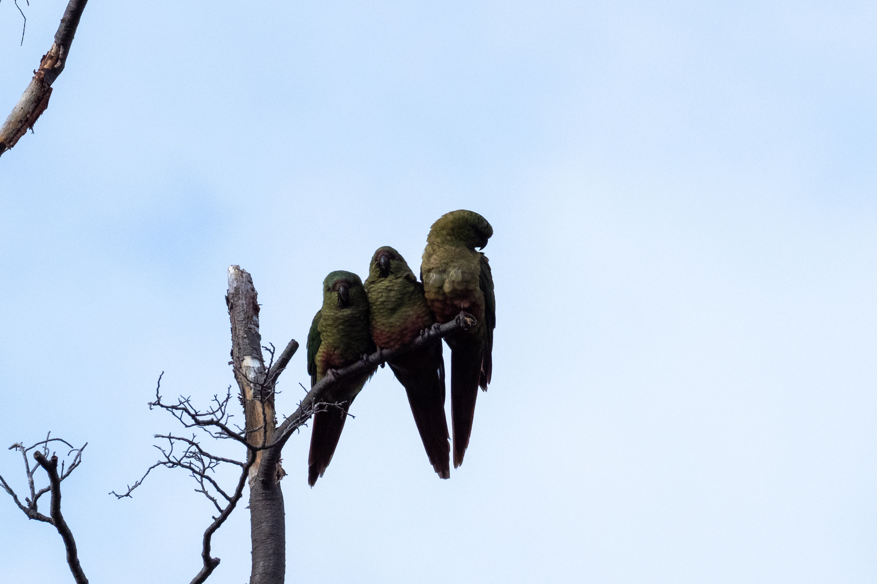 Austral Parakeets (image by Mark Van Beirs)