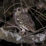 Balsas Screech Owl (Morelos Pre-Extension) (image by Leo Garrigues)