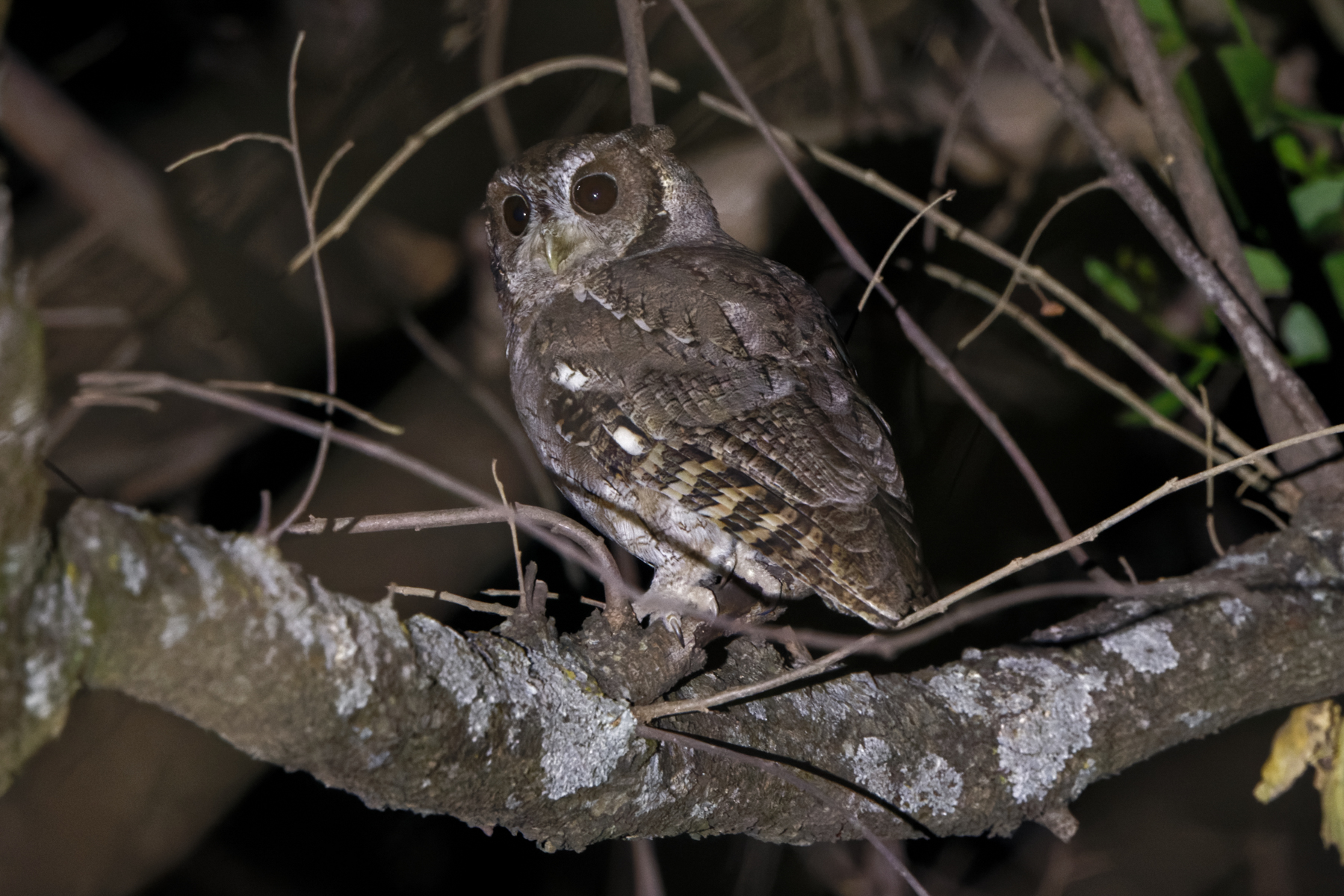 Balsas Screech Owl (Morelos Pre-Extension) (image by Leo Garrigues)