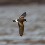 Band-rumped Storm Petrel (image by John Young)