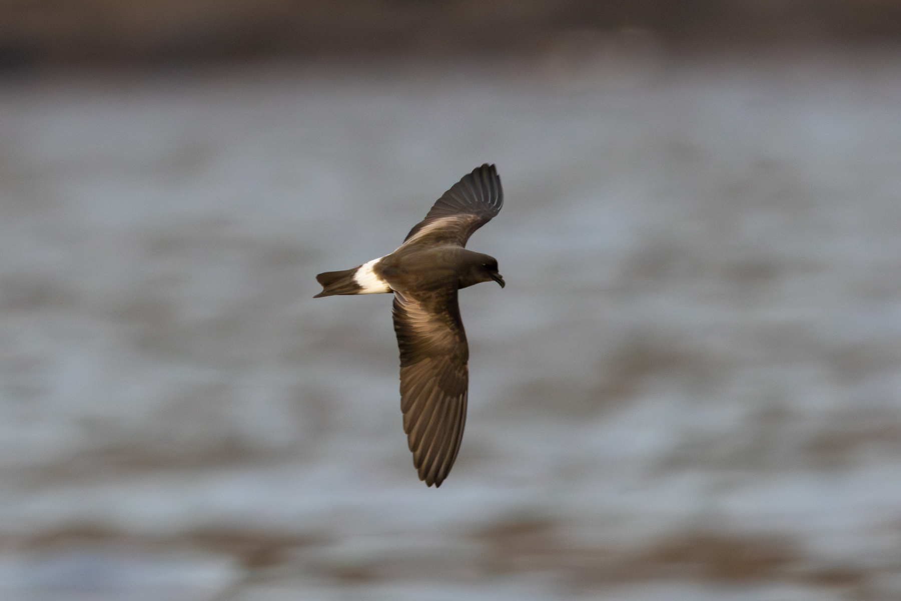 Band-rumped Storm Petrel (image by John Young)