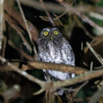 Bearded Screech Owl (image by Leo Garrigues)