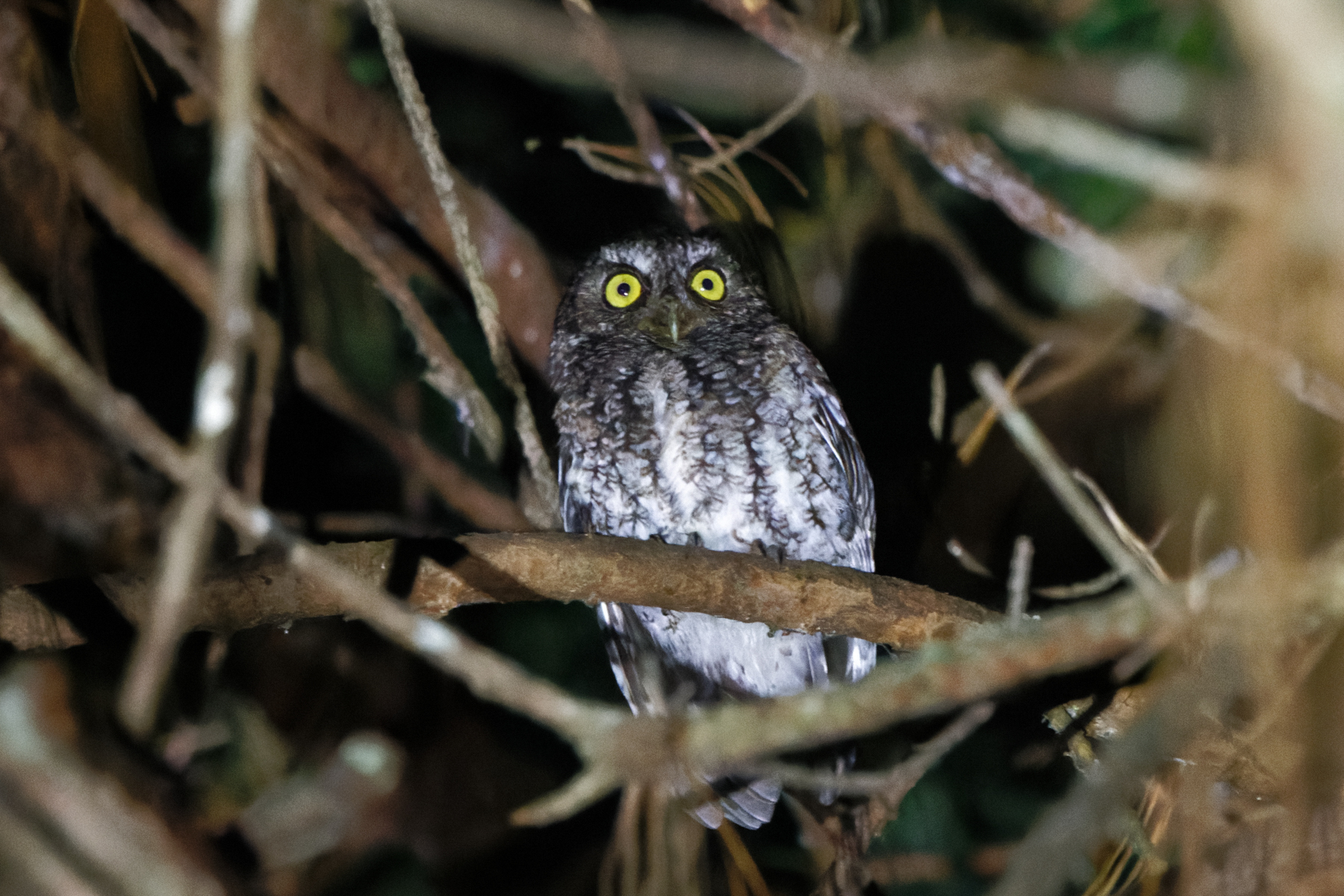 Bearded Screech Owl (image by Leo Garrigues)