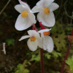 Begonia (image by Dave Farrow)