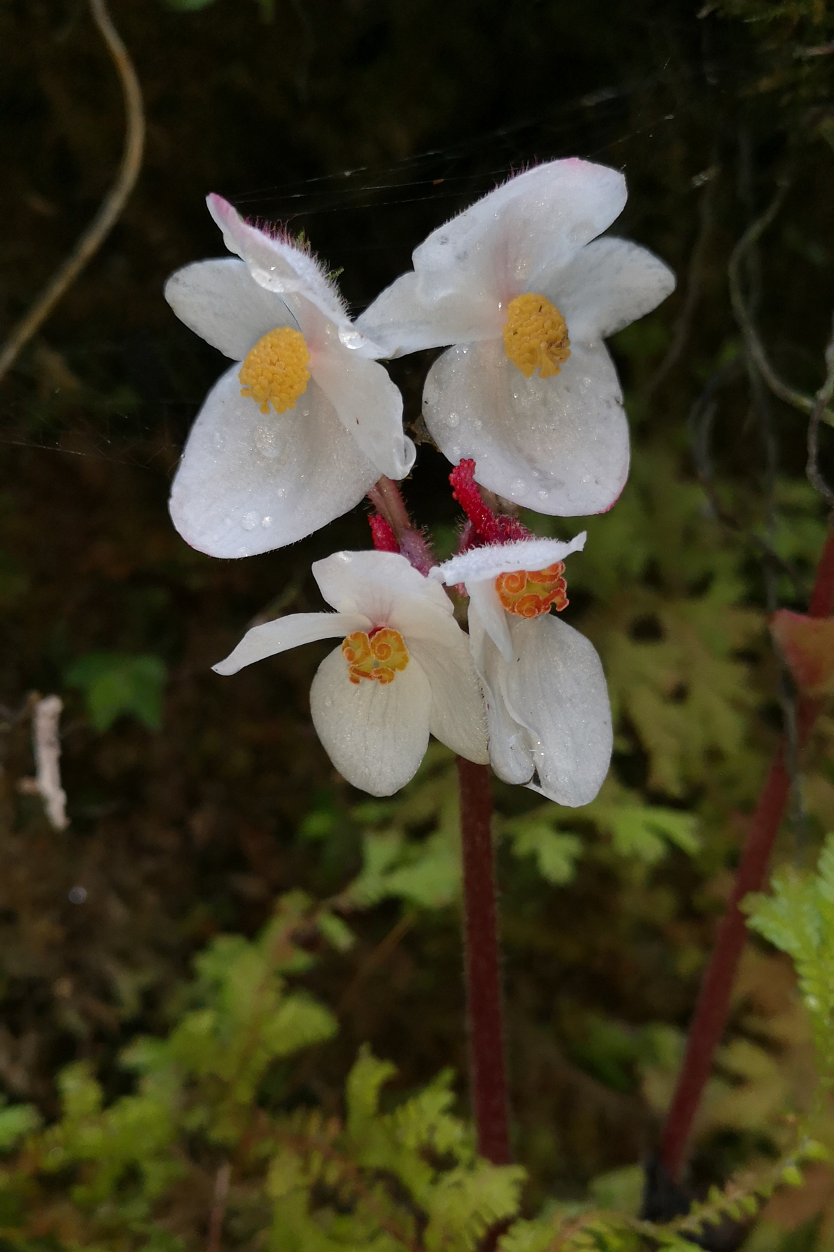 Begonia (image by Dave Farrow)