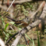 Belted Flycatcher (image by Leo Garrigues)