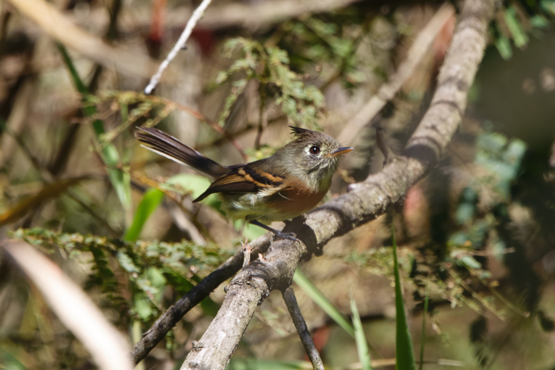 Belted Flycatcher (image by Leo Garrigues)
