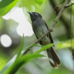 Black Paradise Flycatcher (image by Vincent van der Spek)